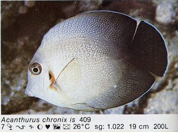 Acanthurus chronixis